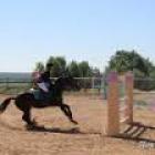 История конного спорта